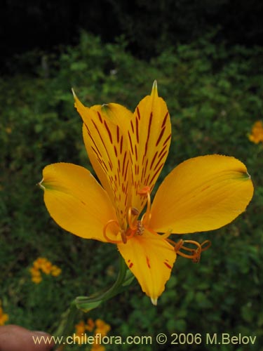 Фотография Alstroemeria aurea (Alstromeria dorada / Amancay / Liuto / Rayen-cachu). Щелкните, чтобы увеличить вырез.